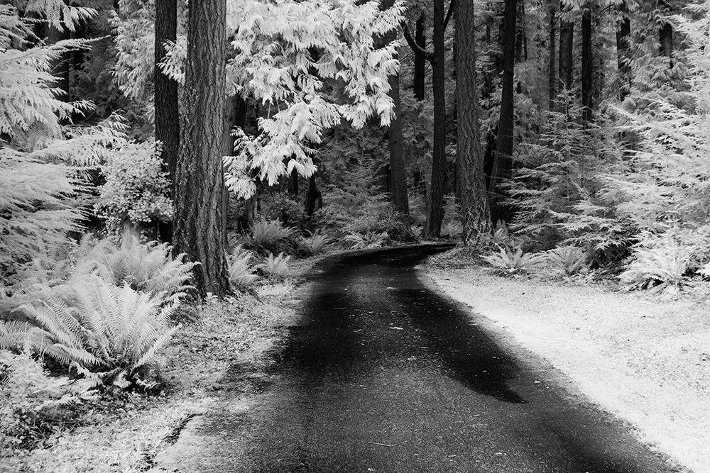 USA-Washington State-Skagit Valley-Country backroad through forest art print by Terry Eggers for $57.95 CAD
